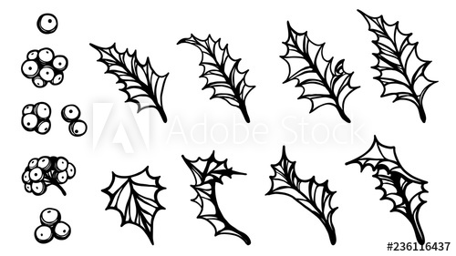 500x281 Set Of Holly Leaf Silhouette On White Background Black Lline - Holly Leaf Drawing