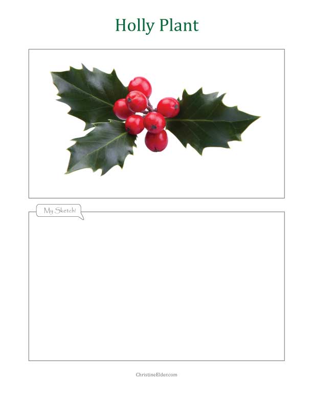 612x792 Sketching A Holly Leaf - Holly Leaf Drawing