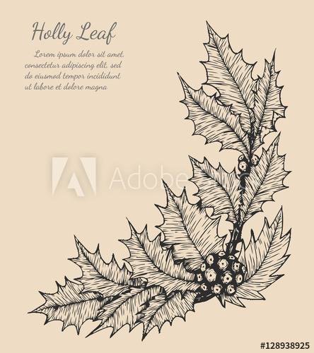444x500 holly plant isolated on brown background holly leaf sketch - Holly Leaf Drawing