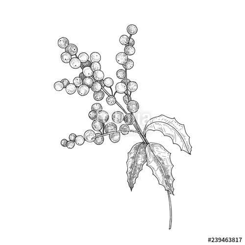 500x500 detailed botanical drawing of holly branch with berries and leaves - Holly Leaves And Berries Drawing
