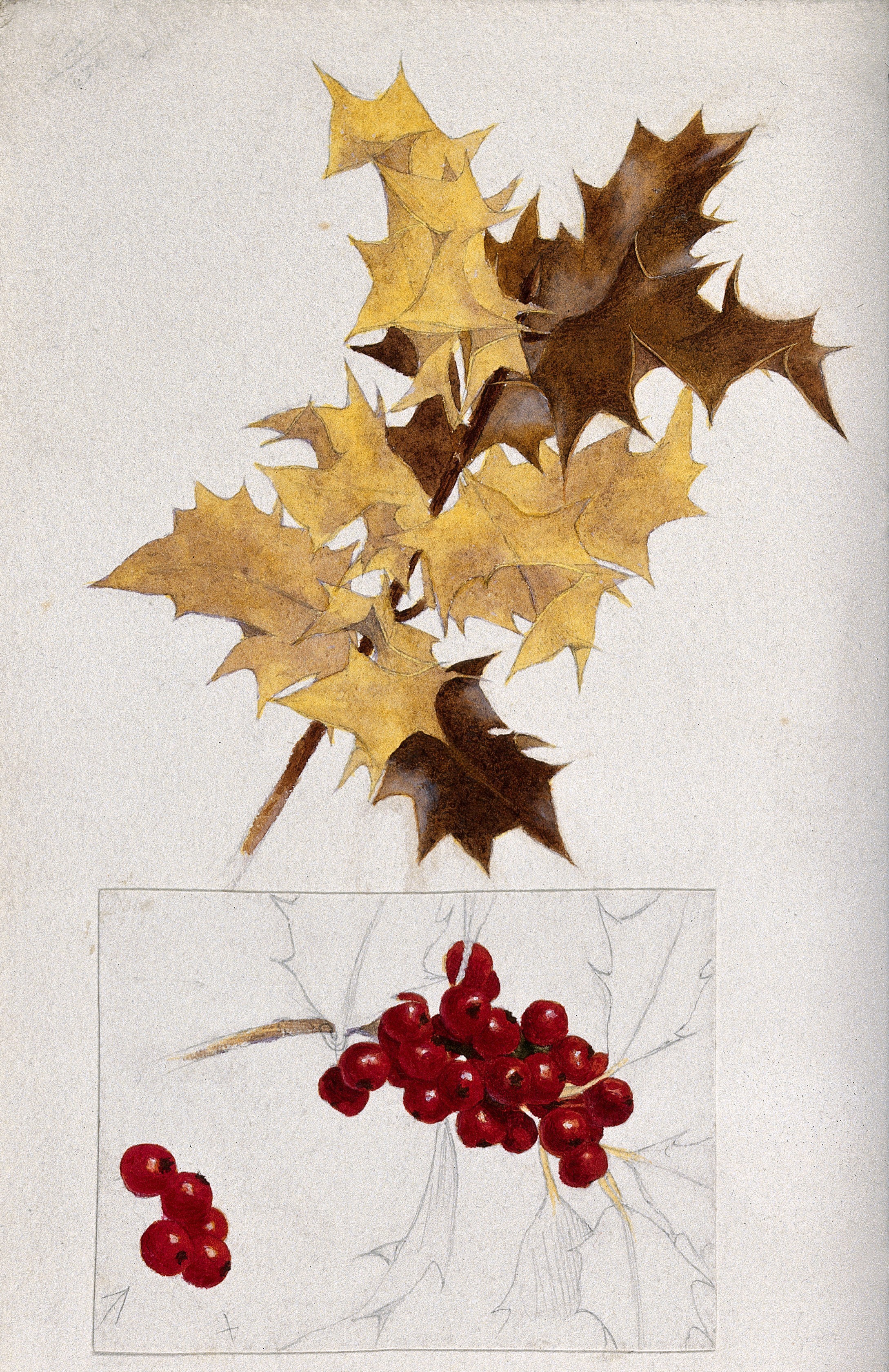 2178x3358 Holly - Holly Leaves And Berries Drawing