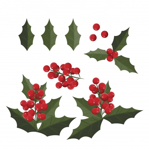 626x626 Holly Vectors, Photos And Free Download - Holly Leaves And Berries Drawing