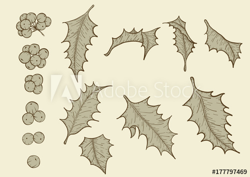 500x354 holly berries set - Holly Leaves And Berries Drawing