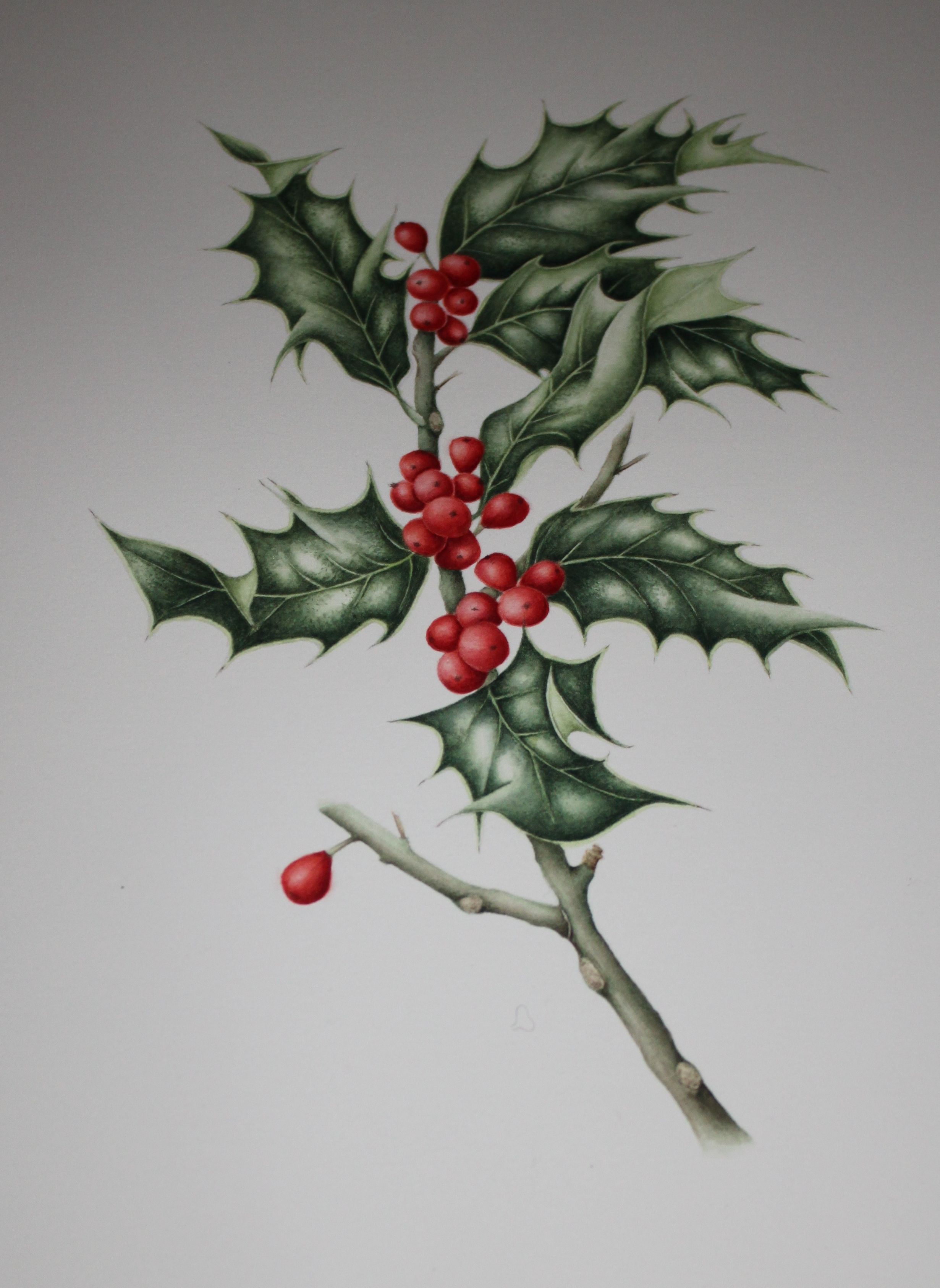 2461x3371 watercolour holly and berries anything artistic holly berries - Holly Leaves And Berries Drawing