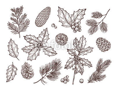 400x312 christmas plants sketch fir branches, pine cones and holly leaves - Holly Leaves And Berries Drawing