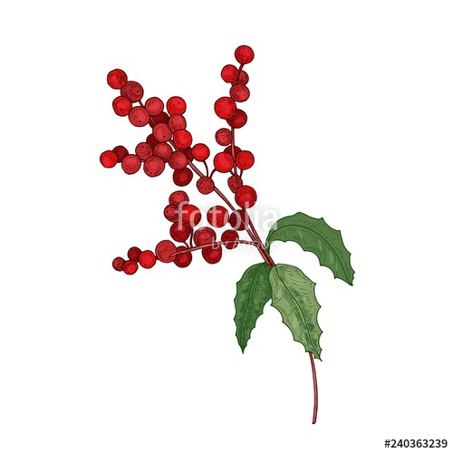 500x500 colored detailed botanical drawing of holly branch with berries - Holly Leaves And Berries Drawing
