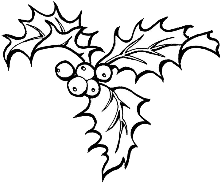720x598 Drawing Holly Transparent Png Clipart Free Download - Holly Line Drawing