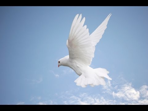 480x360 what are signs of the holy spirit study to help you draw nearer - Holy Spirit Drawing