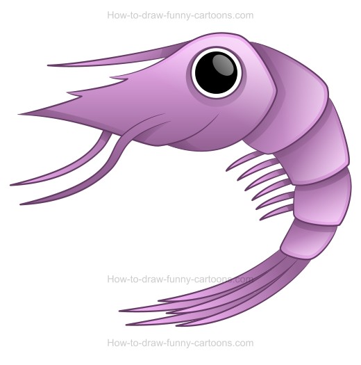 520x525 How To Draw A Cartoon Shrimp - Home Cartoon Drawing