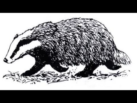 480x360 How To Draw Honey Badger Full Body Drawing Step - Honey Badger Drawing
