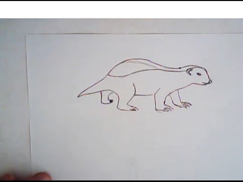480x360 How To Draw A Honey Badger - Honey Badger Drawing