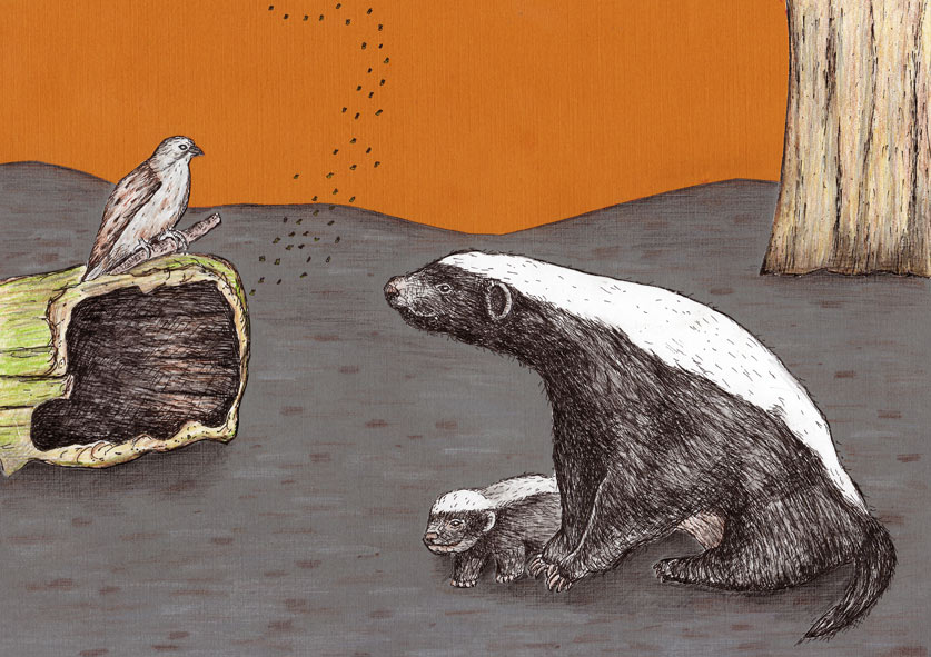 Honey Badger Drawing at Explore collection of