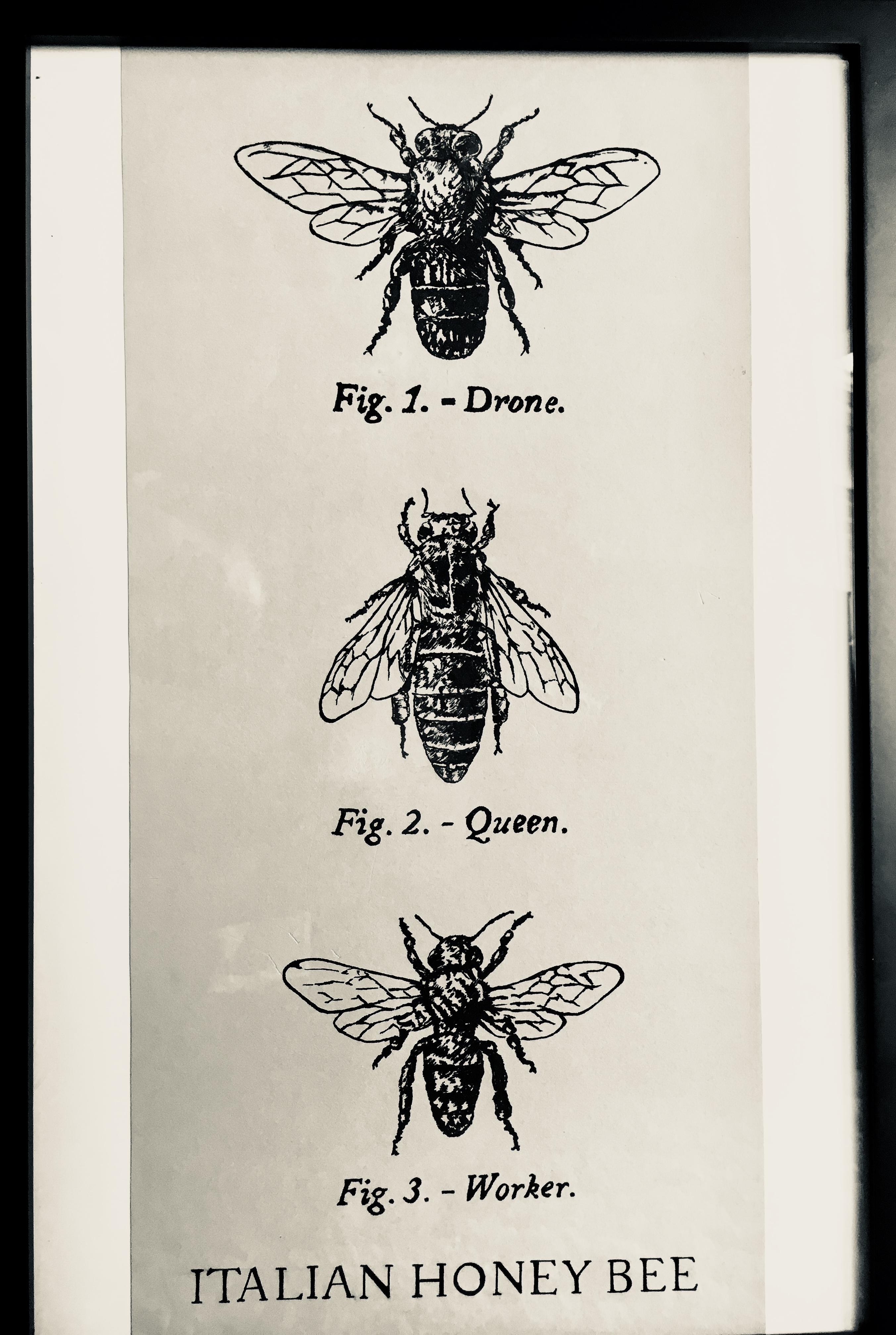 2706x4032 Honey Bee Drawing - Honey Bee Drawing