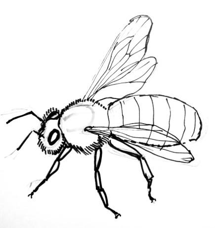 435x461 Honey Bee Drawing - Honey Bee Drawing