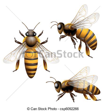 450x470 honey bee honey bee isolated on white - Honey Bee Drawing