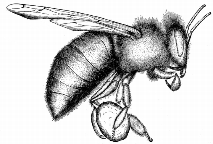 720x487 honeybee drawing - Honey Bee Drawing