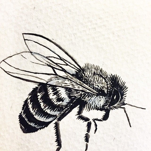 640x640 honeybee sketch for cap ink - Honey Bee Drawing