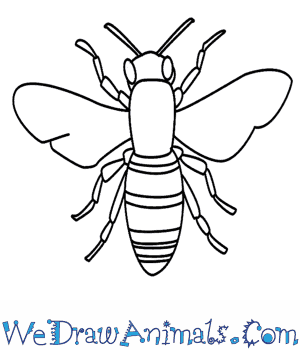 300x350 How To Draw A Bee - Honey Bee Drawing