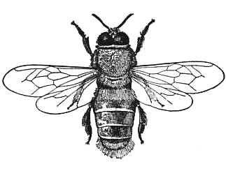 323x245  - Honey Bee Drawing