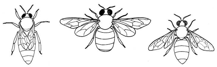 730x227 Biological Drawings Insects Honey Bee - Honey Bee Drawing