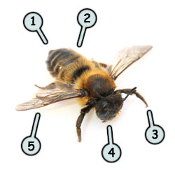 250x250 Drawing A Cartoon Bee - Honey Bee Drawing Cartoon