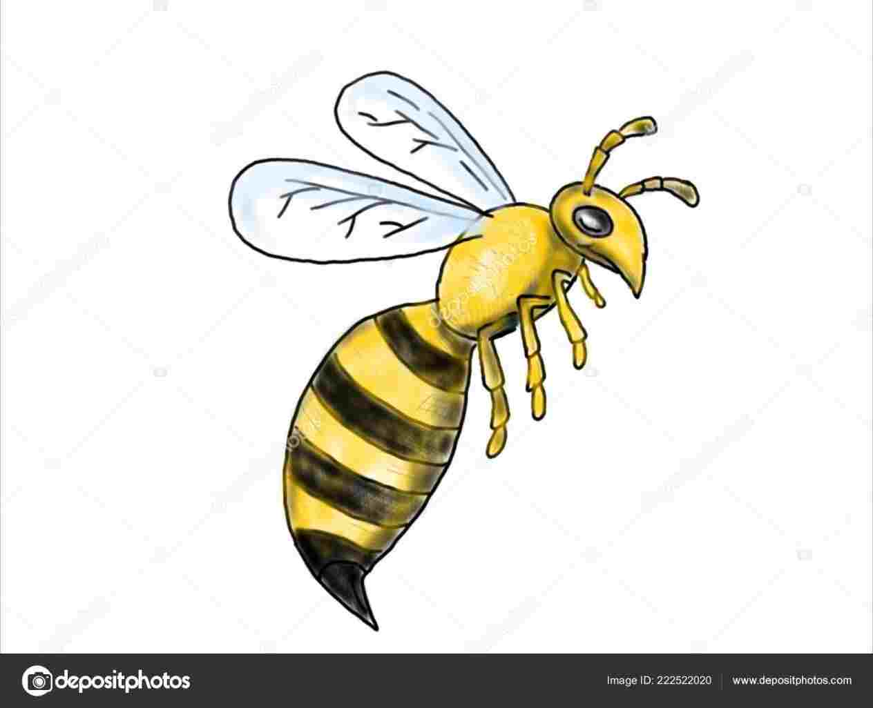 1264x1026 min easy things rhyoutubecom how honey bee drawing cartoon to draw - Honey Bee Drawing Cartoon