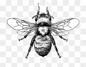 300x234 honey bee drawing clip art, transparent png clipart images free - Honey Bee Drawing Clip Art
