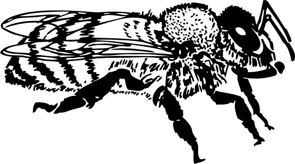 600x334 Honeybee Honey Bee Clip Art Free Vector In Open Office Drawing - Honey Bee Drawing Clip Art
