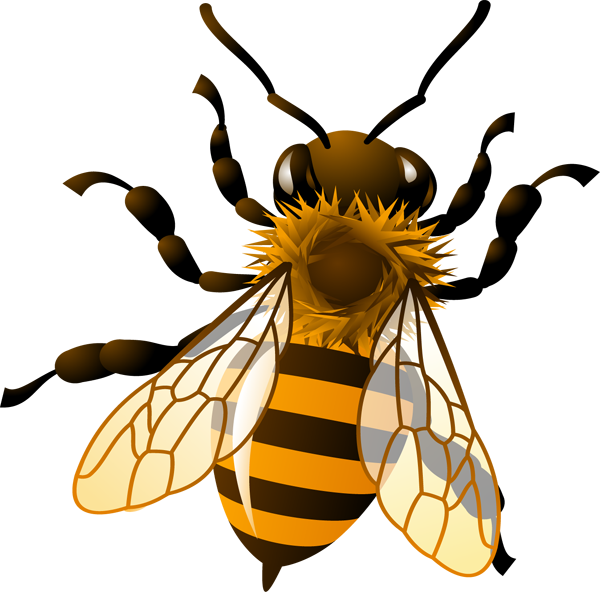 600x592 pics for gt honey bee drawing clip art honey bee landing - Honey Bee Drawing Clip Art