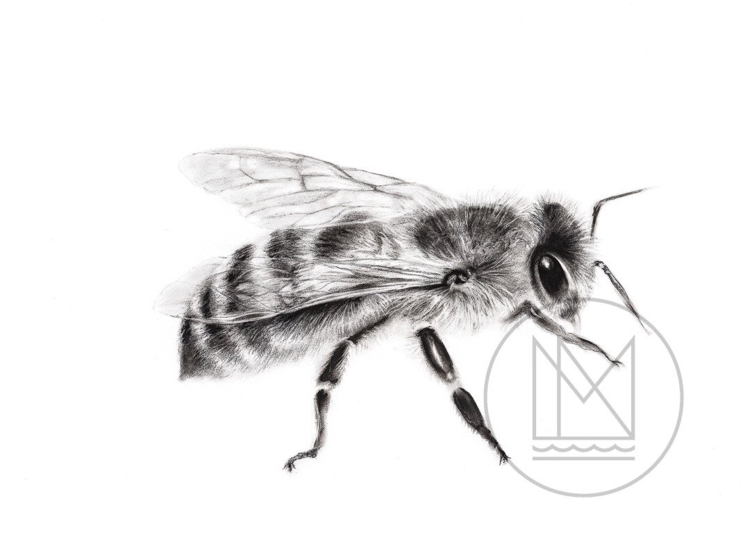 1073x800 honey bee charcoal drawing mississippinorth - Honey Bee Drawing Images