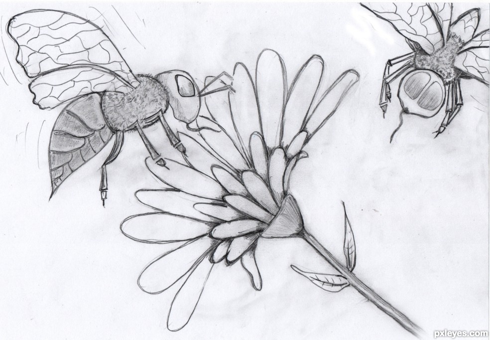 984x682 bee drawing honey bee for free download - Honey Bee Drawing Images