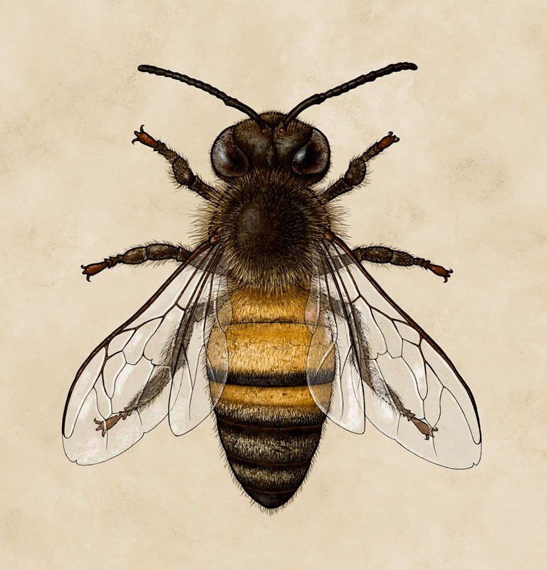 768x800 bee, honey bee, scientific illustration, biology, insect bees - Honey Bee Drawing Images