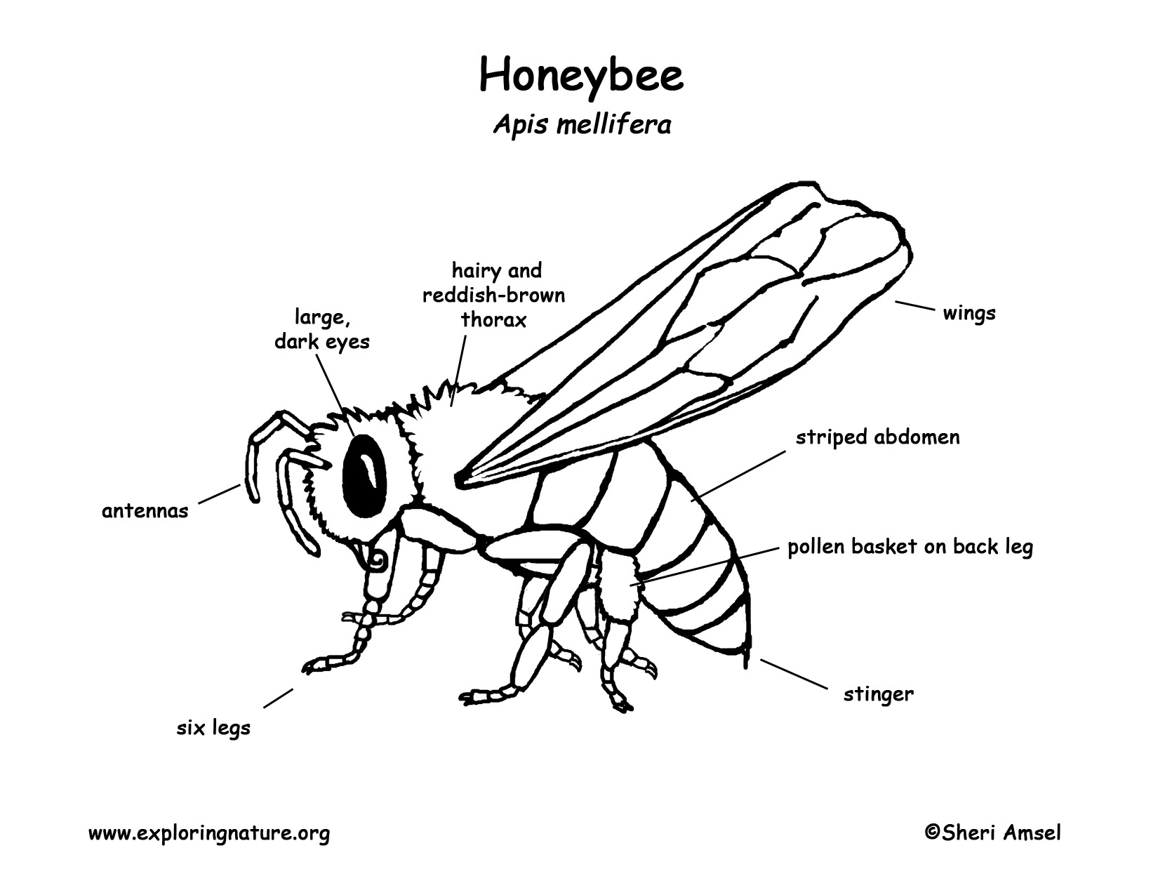 1650x1275 Coloring Pages Of Bees And Beehives Honey Bee Line Drawing - Honey Bee Line Drawing