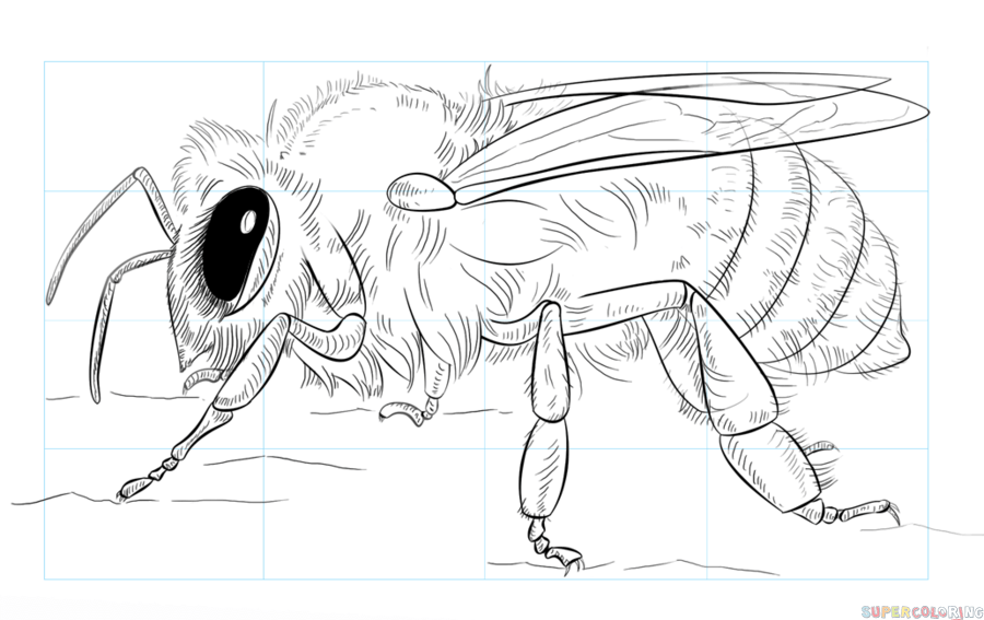 900x567 Huge Collection Of 'honey Bee Line Drawing' Download More Than - Honey Bee Line Drawing