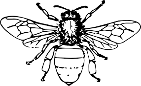 286x176 Image Result For Honey Bee Line Drawing Drawing - Honey Bee Line Drawing