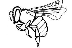 275x183 Image Result For Honey Bee Line Drawing Art In Abeille - Honey Bee Line Drawing