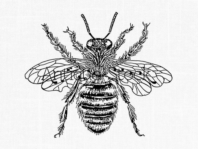 Honey Bee Line Drawing at PaintingValley.com | Explore collection of ...