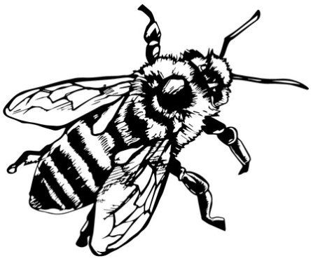 444x372 Line Drawing Bee - Honey Bee Line Drawing