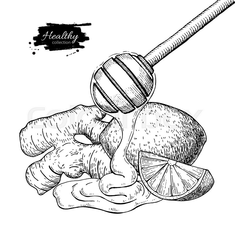 800x800 Ginger, Honey And Lemon Vector Stock Vector Colourbox - Honey Drawing