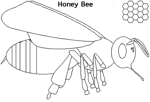 600x409 Drawing Honey Bee Coloring Pages Coloring Sky - Honey Drawing