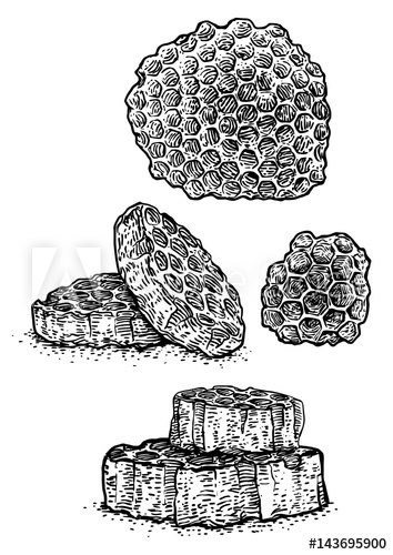 354x500 honeycomb illustration, drawing, engraving, ink, line art, vector - Honeycomb Drawing