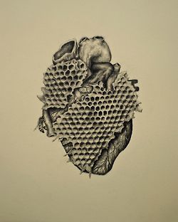 250x312 drawing illustration art pencil heart sweet anatomy honey bee - Honeycomb Drawing