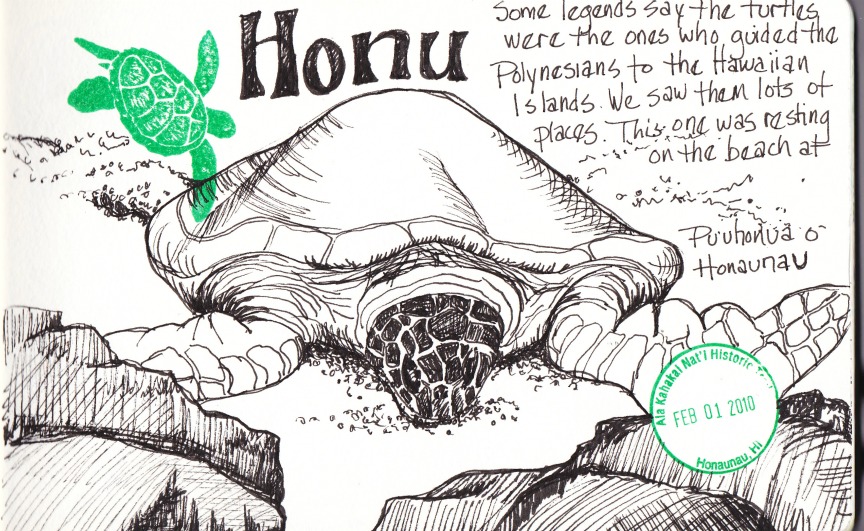 864x531 draw daily honu - Honu Drawing