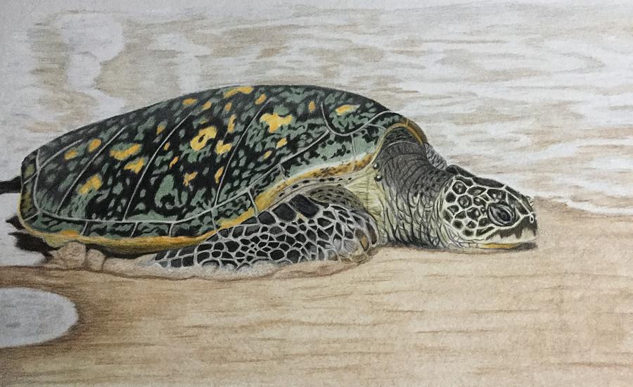 900x550 honu drawing - Honu Drawing