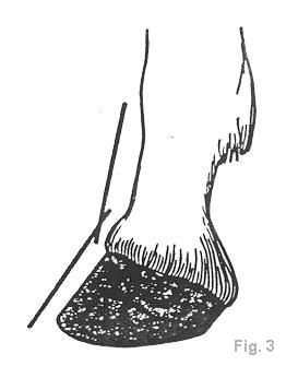 262x335 equine podiatry dr stephen o'grady, veterinarians, farriers - Hoof Drawing