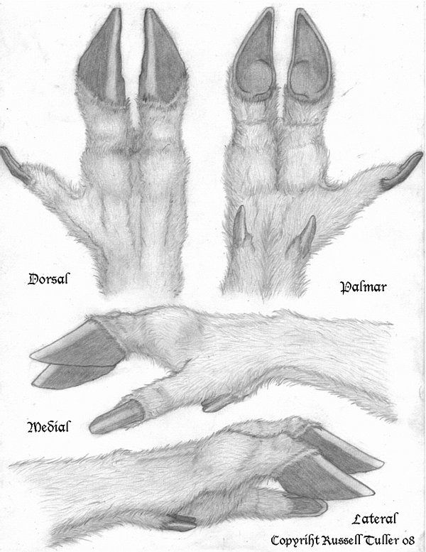 600x777 hoofhand tutorial dibujos tutorials, creatures - Hoof Drawing