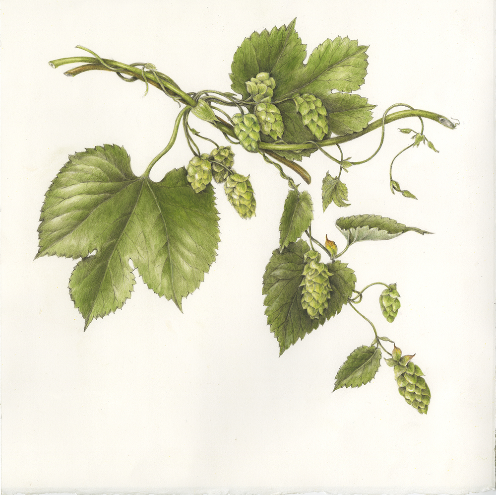 1000x997 Fruits Vegetables Gallery Full Botanical Artist Illustrator - Hop Drawing