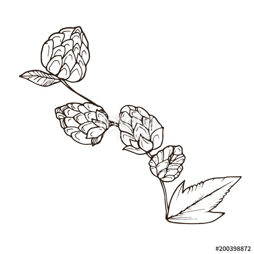 500x500 hand drawn beer hop branch isolated on white background hop cone - Hop Drawing