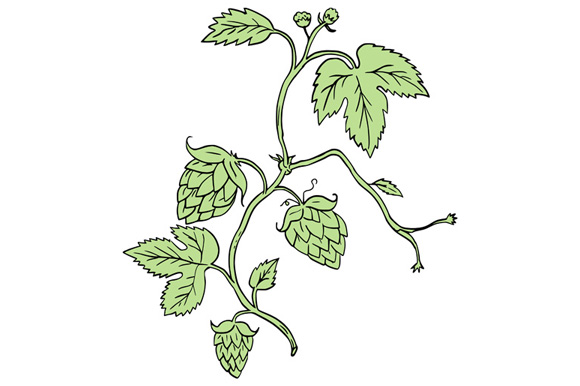 580x386 hop plant climbing drawing - Hop Drawing