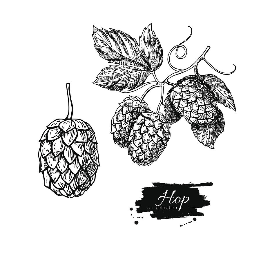 900x900 hop plant vector drawing illustration hand drawn artistic beer - Hop Drawing